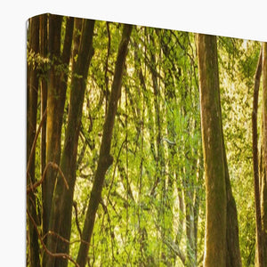Deep Forest Aura