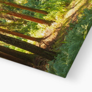 Sunlit Forest