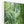 Deep forest landscape