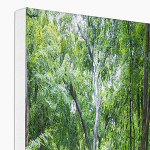 Deep forest landscape