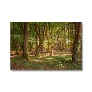 Forest Zen