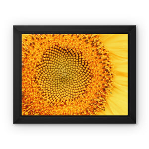 Sun flower 1