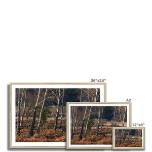 Birch light