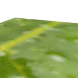 Leaf droplets 2