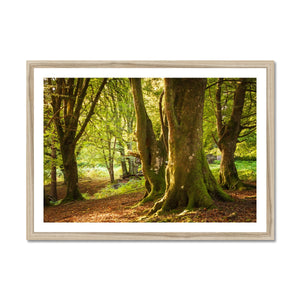 Deep Forest Aura