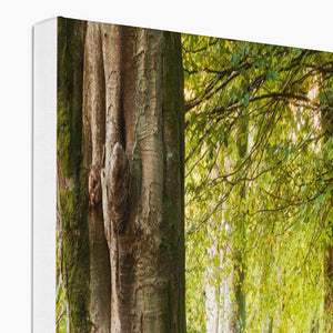 Ornamental Beeches