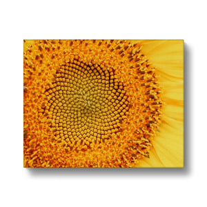 Sun flower 1