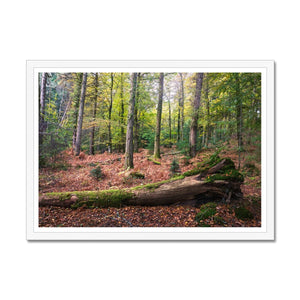 Tranquil autumn woodland