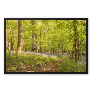 Bluebell path