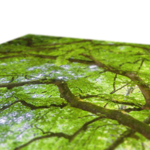 Emerald canopy forest scene