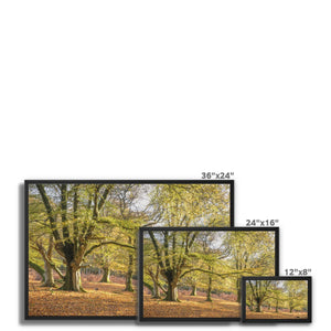 Golden autumn sunlight