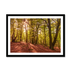 In the Shadow of Trees