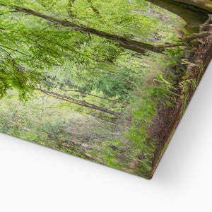 Emerald canopy forest scene