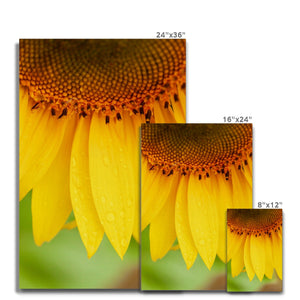 Sun Flower 4
