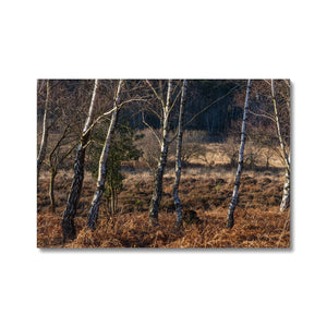 Birch light