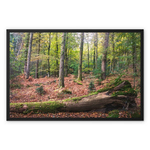 Tranquil autumn woodland