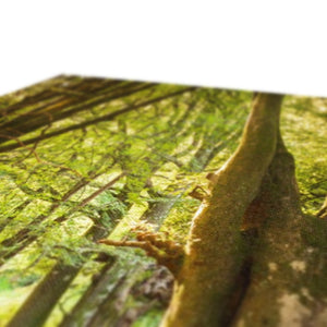 Deep Forest Aura