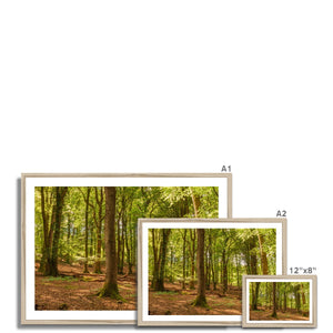 Forest scape