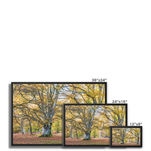 Autumn Beeches