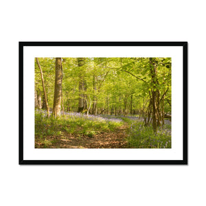 Bluebell path