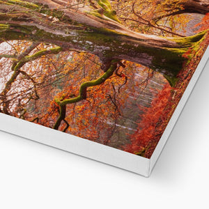 Autumn tree