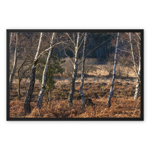 Birch light