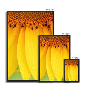 Sun Flower 4