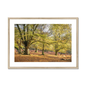 Golden autumn sunlight