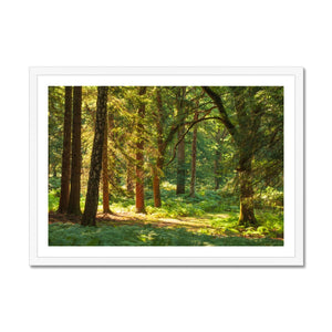 Sunlit Forest
