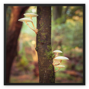 Mushroom tree