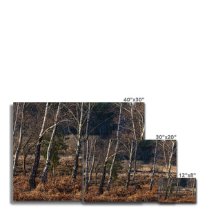 Birch light