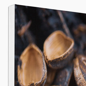 Sun Flower seeds shells 2