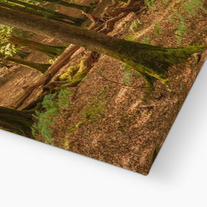 Forest scape