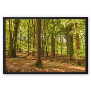 Forest scape