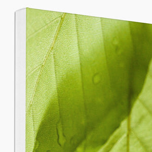 Leaf droplets 5