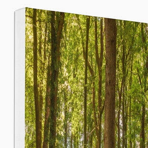 Forest scape