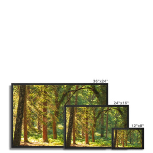 Sunlit Forest