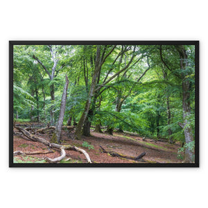 Deep forest landscape
