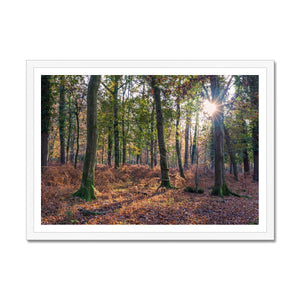 Autumn light