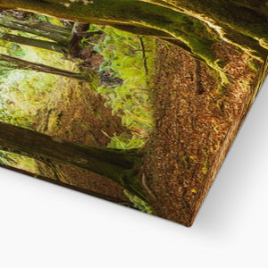 Deep Forest Aura