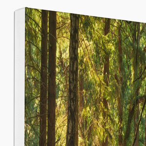 Sunlit Forest