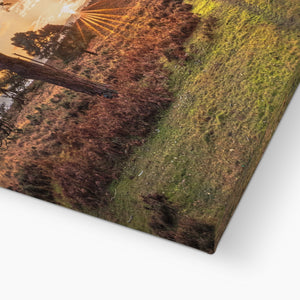 Sunset forest landscape