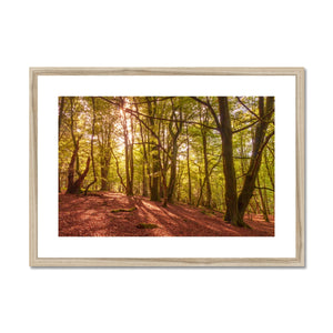 In the Shadow of Trees