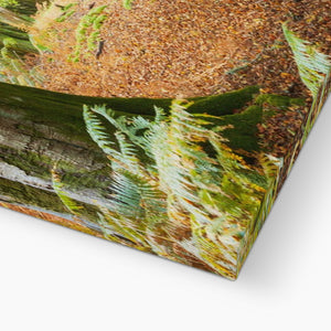 Ornamental Beeches