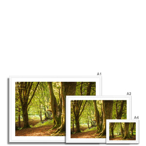 Deep Forest Aura