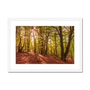 In the Shadow of Trees