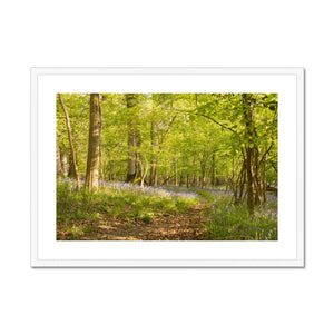 Bluebell path