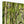 Green forest landscape