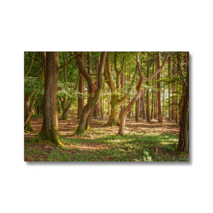 Forest Zen