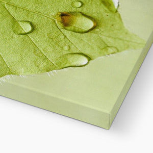 Leaf droplets 5